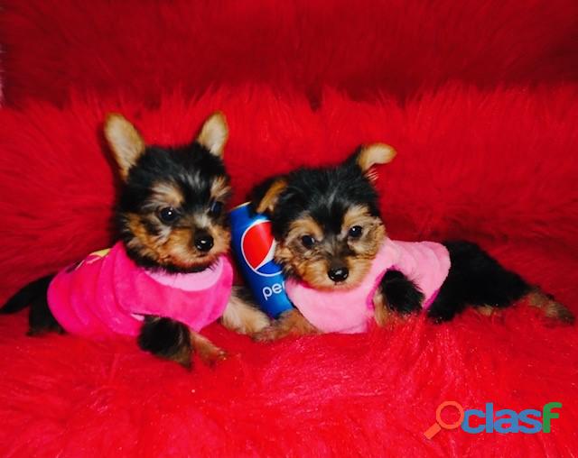 Potty Trained Teacup Yorkie Puppies Available For Adoption.