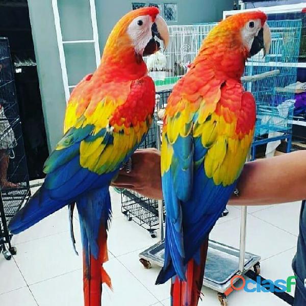 Scarlet macaws parrots for sale