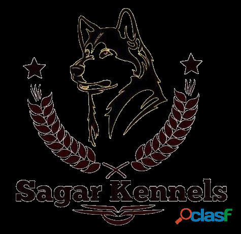 Sagar Kennels | Dog Grooming Services | Pet Grooming In Pune