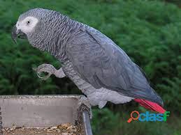 Talkative male and female African Grey...