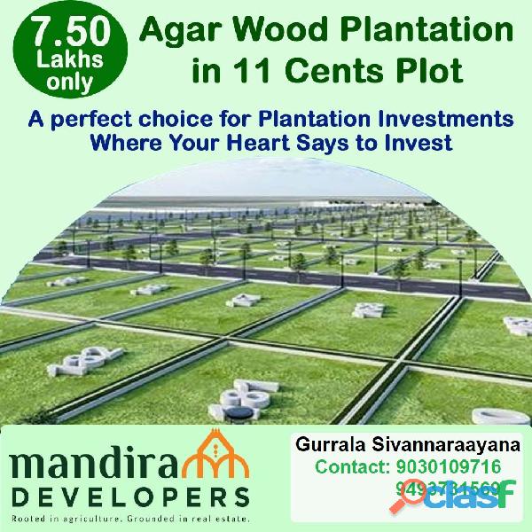 Agarwood plants plots