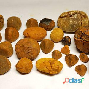 cow gallstone for sale at good price