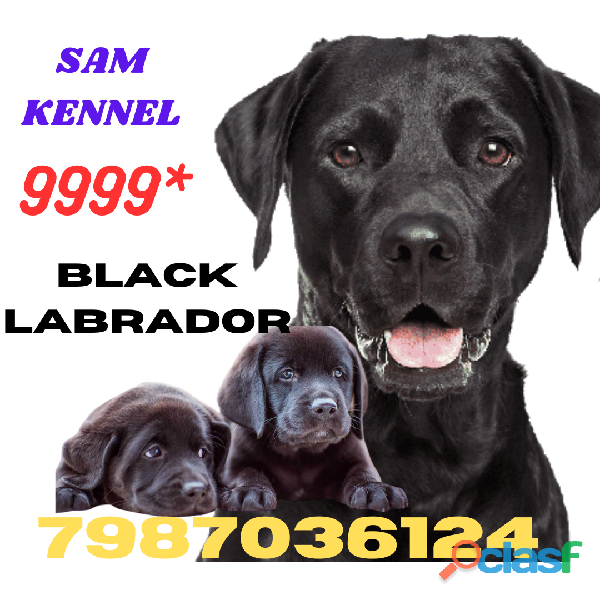 labrador puppies for sale in ujjain maxi 7987036124