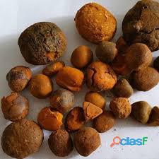 ox gallstone for sale