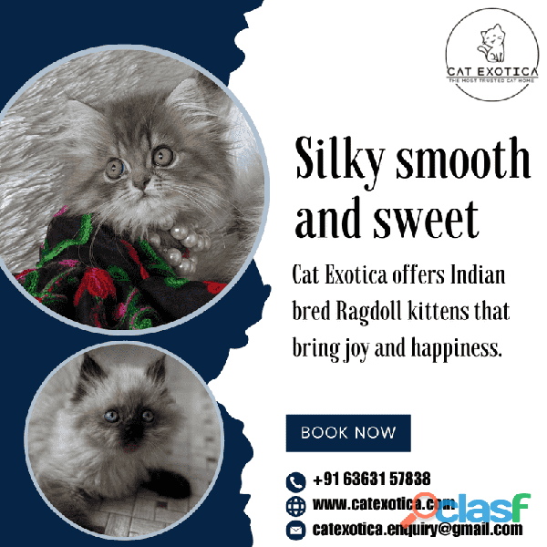 Ragdoll Cat for Sale in Bangalore | Best Cat in Bangalore