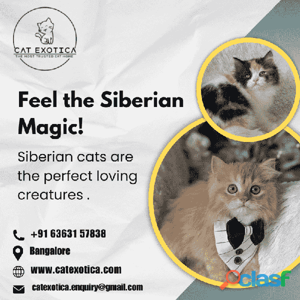 Siberian Cat for Sale in Bangalore | Siberian Kitten in